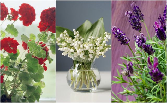 Plants, flowers and herbs that will boost your mood
