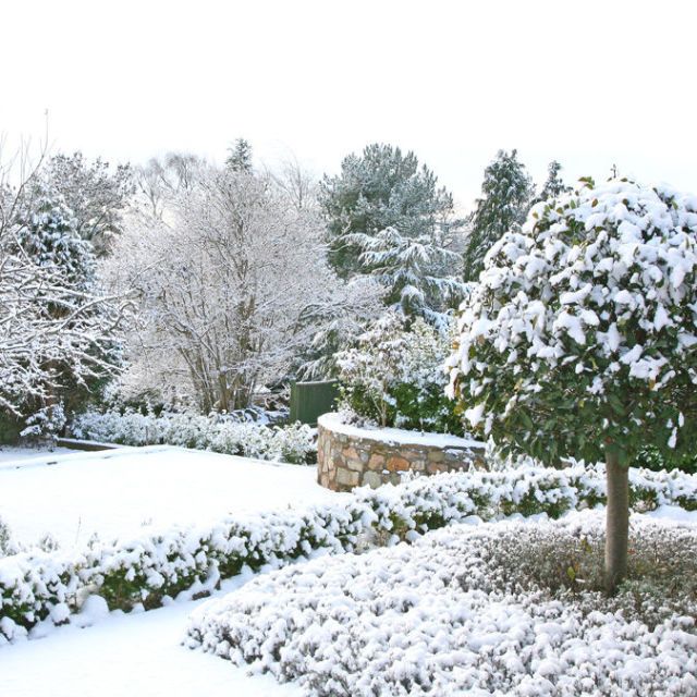 Winter garden with snow