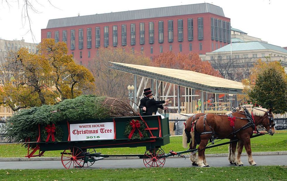 The Christmas tree is delivered to the White House