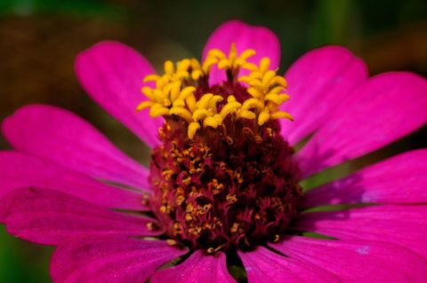 Close-Up Of Zinnia Flower
