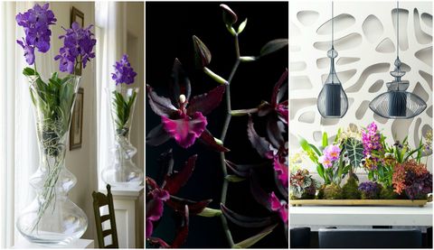 Orchids - trends for winter gallery