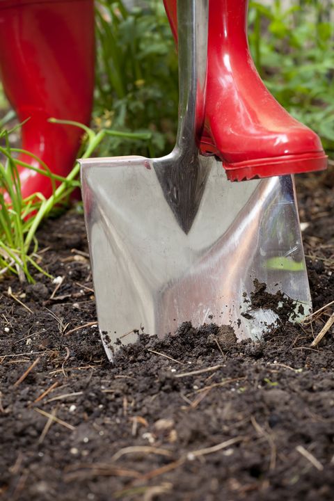 A shovel pushed by a gardener in red rubber boots digs into rich black soil in a vegetable garden