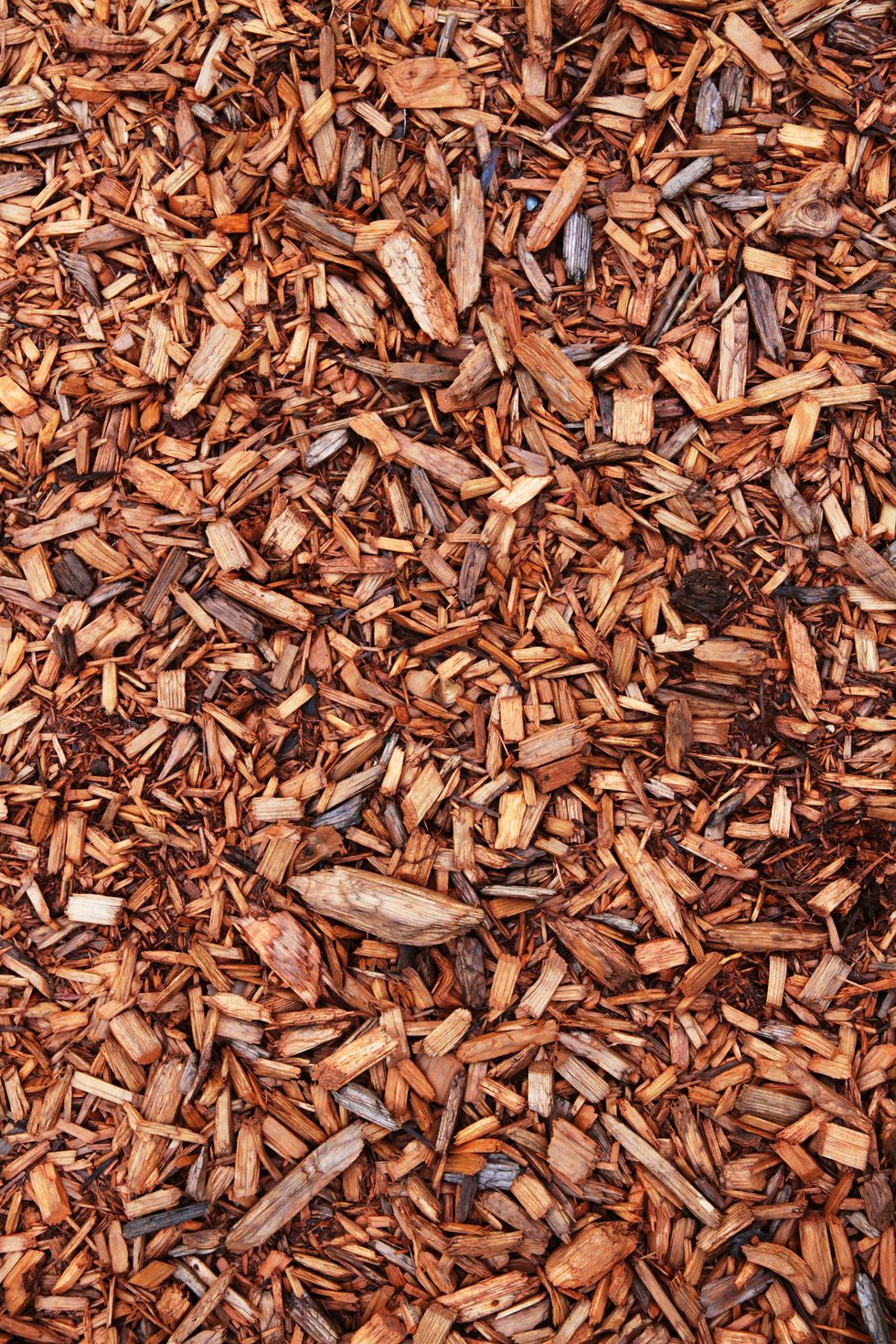 Cedar Chips Close up - mulch