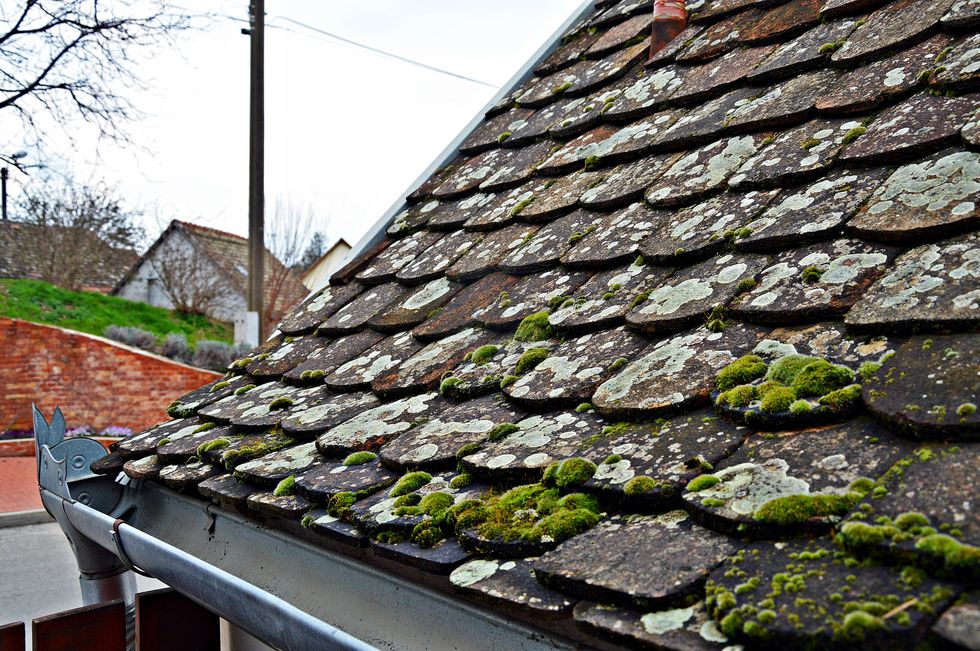 Moss Growing On Slate Roof Of House