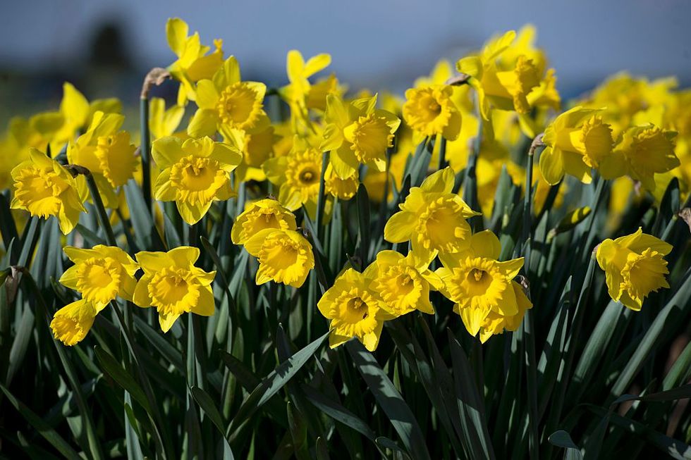 Yellow, Plant, Flower, Petal, Spring, Narcissus, Plant stem, Wildflower, Pedicel, Amaryllis family, 