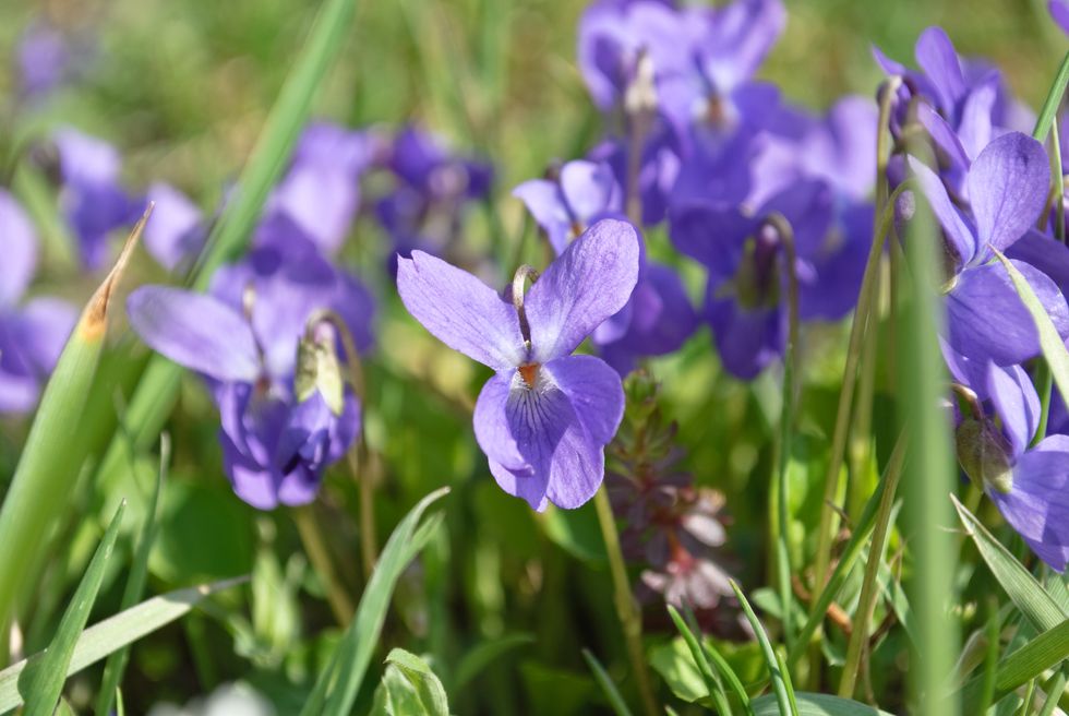 Sweet violet plant