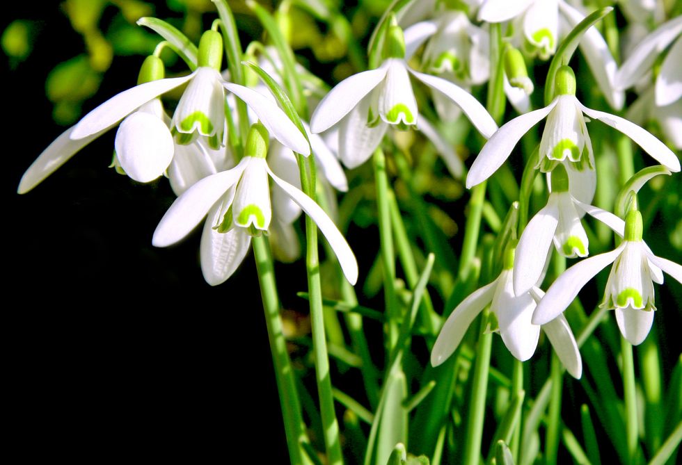 Snowdrops growing against a black background.