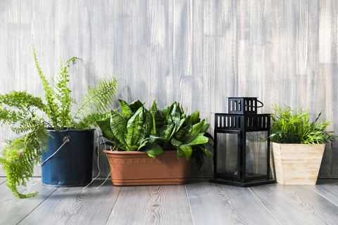 Row of potted plants on grey wooden floor