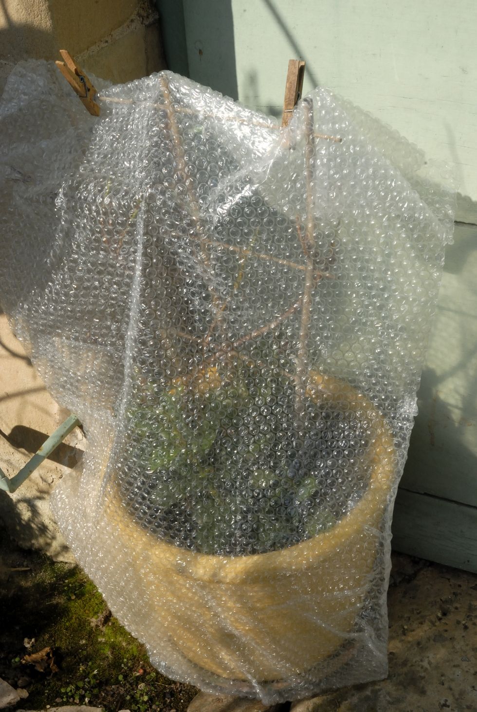 Outside plant protected from frost by bubble wrap