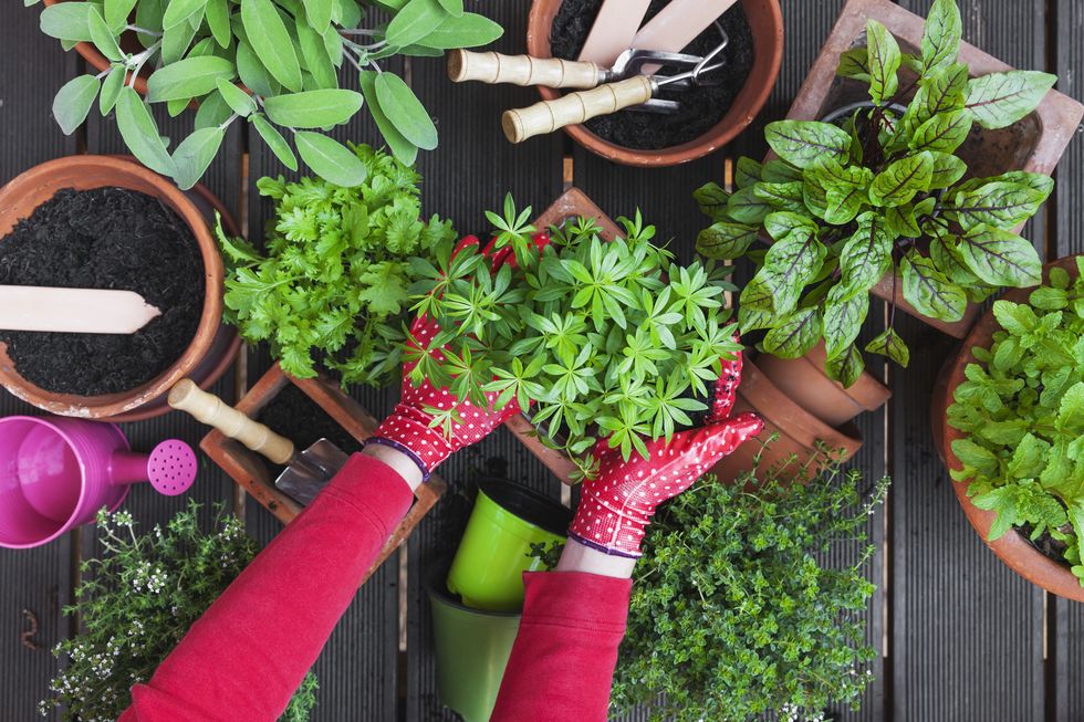 Gardening, potting medicinal and kitchen plants