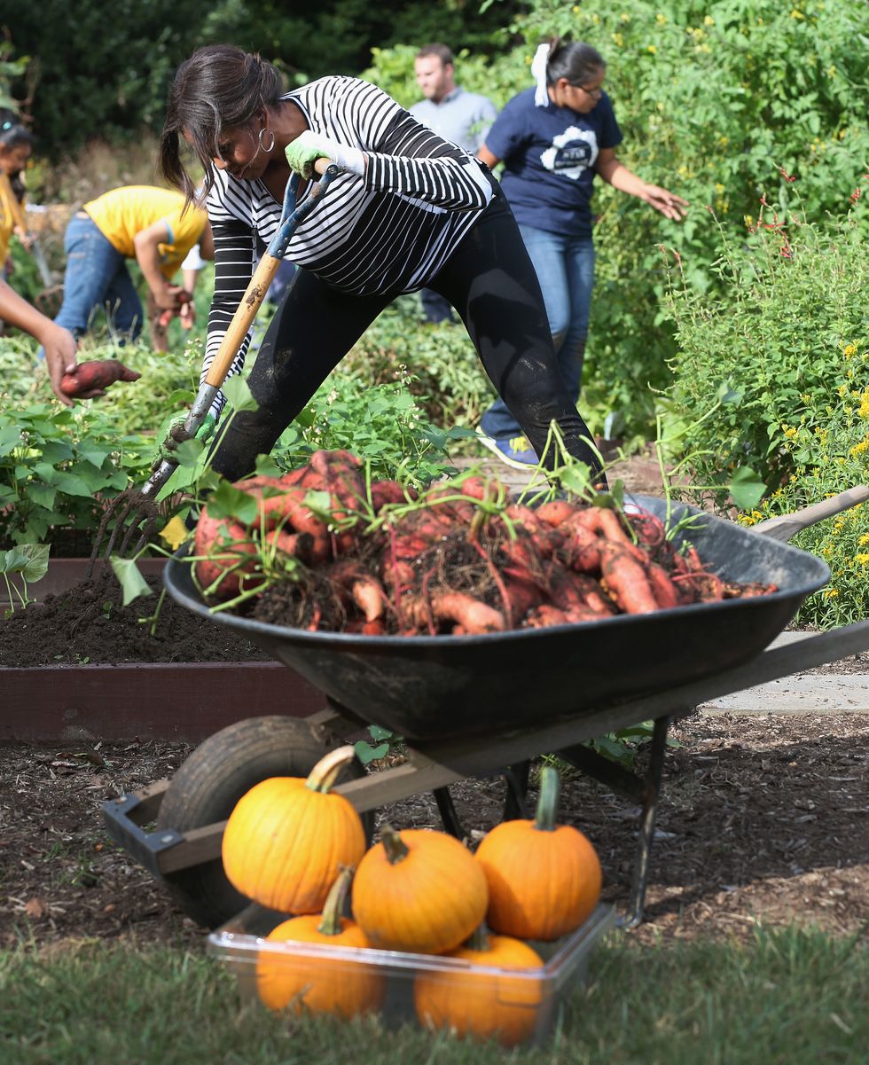 U.S. first lady Michelle Obama helps school children harvest fruits and vegetables from the White House Kitchen Garden during an event October 14, 2014 in Washington, DC. The first lady has been promoting greater fresh fruit and vegetable consumption by children.