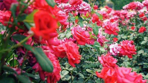 Red roses - garden