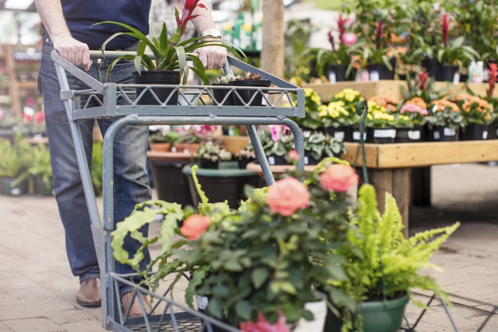 Man pushing a trolley full of plants in garden centre