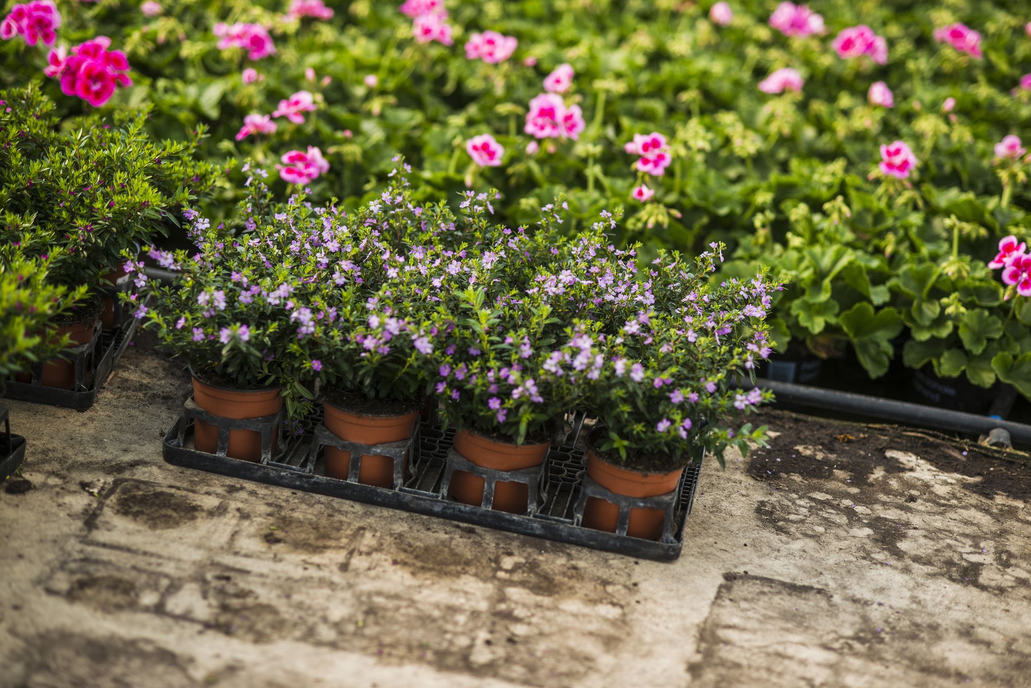 Best Places To Buy Plants For Garden Without Spending A Fortune