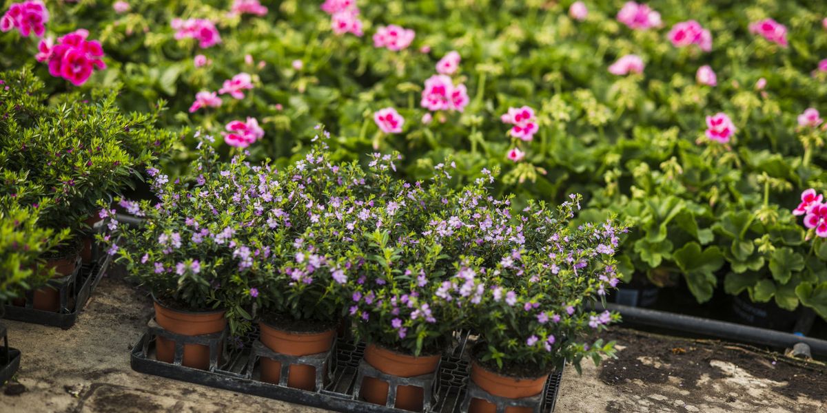 Shopping for plants? Here's how to buy more for less