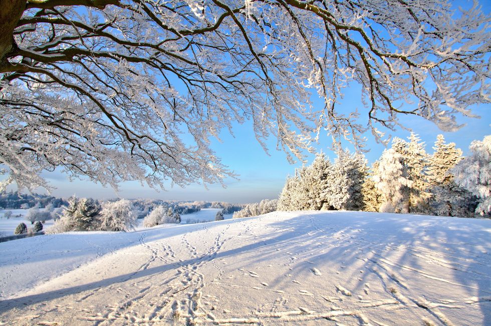 Branch, Winter, Twig, Freezing, Natural landscape, Snow, Sunlight, Frost, Trunk, Deciduous, 