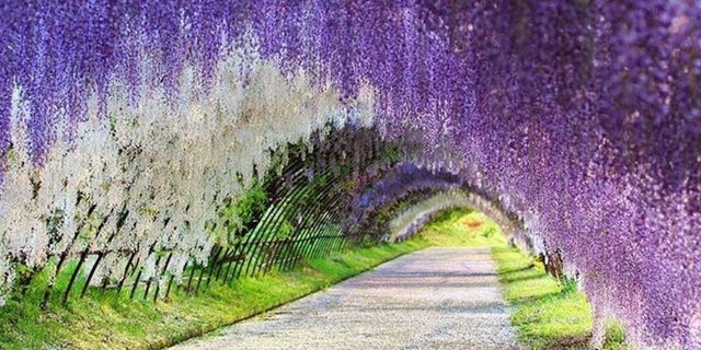 Purple, Infrastructure, Violet, Lavender, Botany, Arch, Trail, Grass family, Groundcover, Garden, 