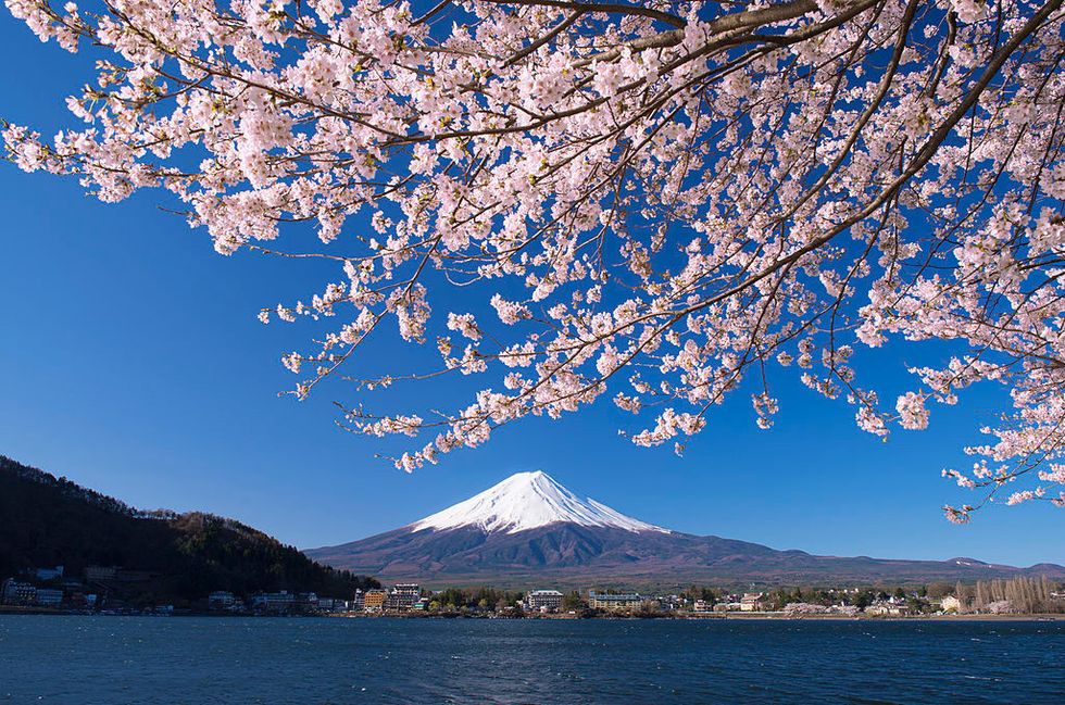 <p>The image, cherry blossom framing Mount Fuji, is a common postcard view.</p>