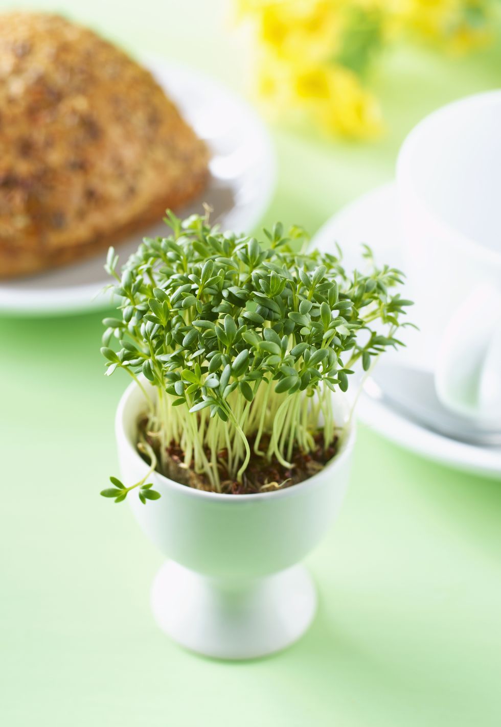 Egg cup with cress growing inside