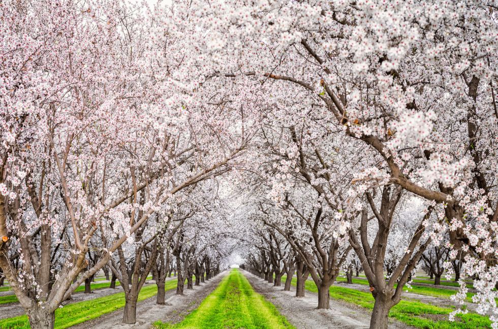 <p>Rather, it's Macon in the American state of Georgia, which is home to 300,000-plus Yoshino cherry blossom trees. While these trees obviously are not native to the South, William A. Fickling Sr., a land agent, discovered one in his own backyard in 1949. On a business trip to Washington, D.C., he learned more about cherry blossoms and sought to bring more to his hometown. </p>