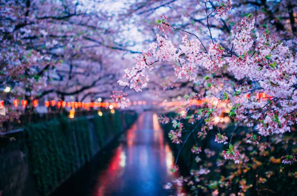 <p>For these late-night picnics, known as 'yozakura,'&nbsp;the Japanese hang paper lanterns in cherry blossom trees to illuminate them.   </p>