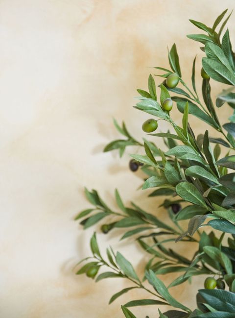 Olive sull'albero