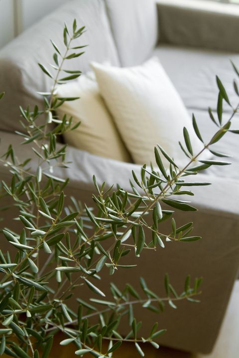Olivenplante og sofa
