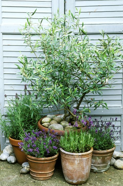 Mediterranean style pots planted with lavandula and olea europaea against white shuttered doors