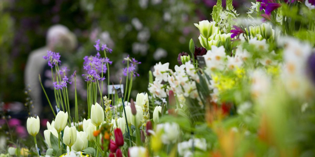 Chelsea Flower Show & Chelsea in Bloom cover image