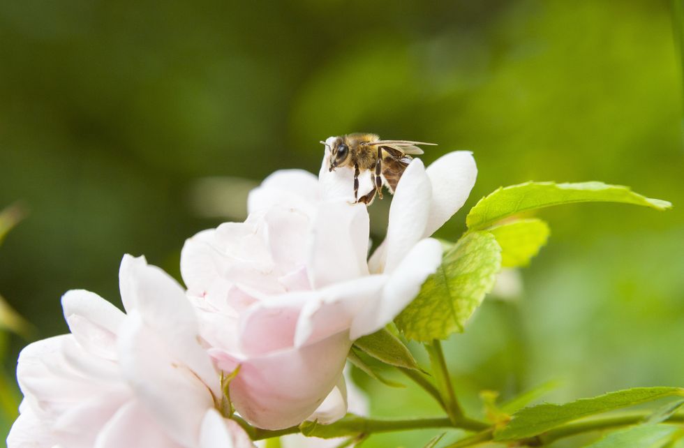 Close up of bee landing on pink rose