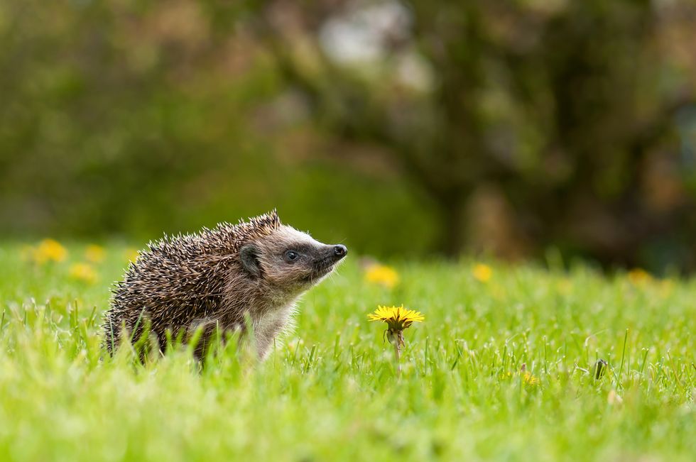 Hedgehog on the meadow with dandelion flower