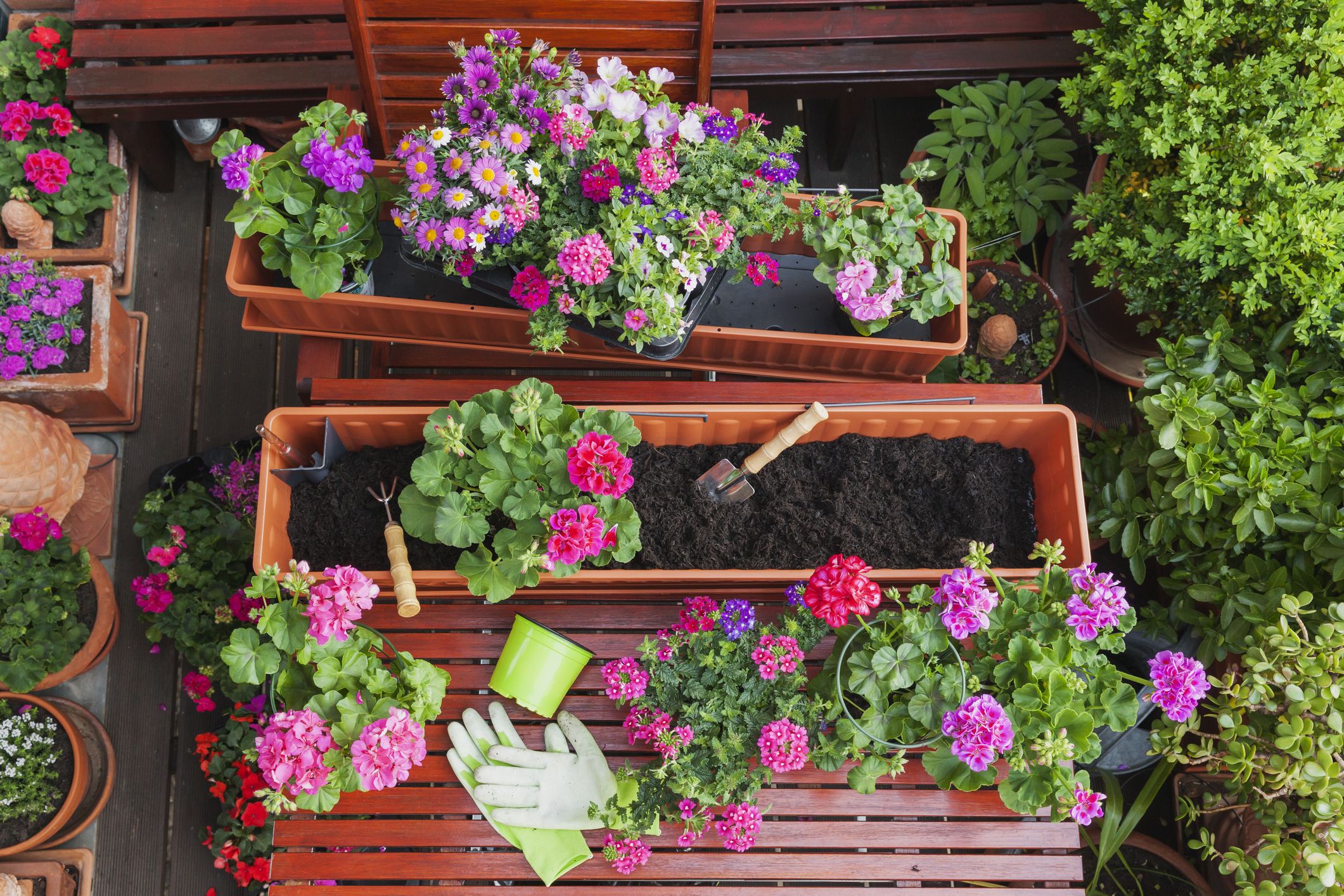 What Are The Best Plants For Patio Containers And Windowboxes This