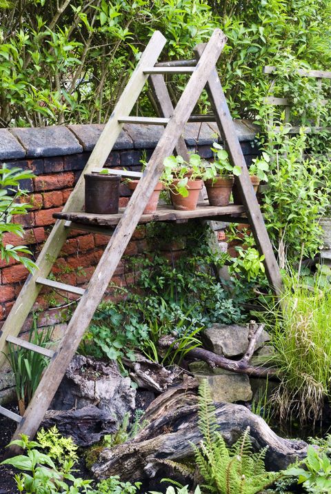Ladder shelving in garden