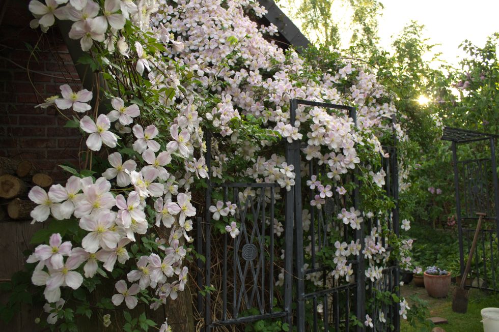 Clematis flowers - climbing plants - in garden