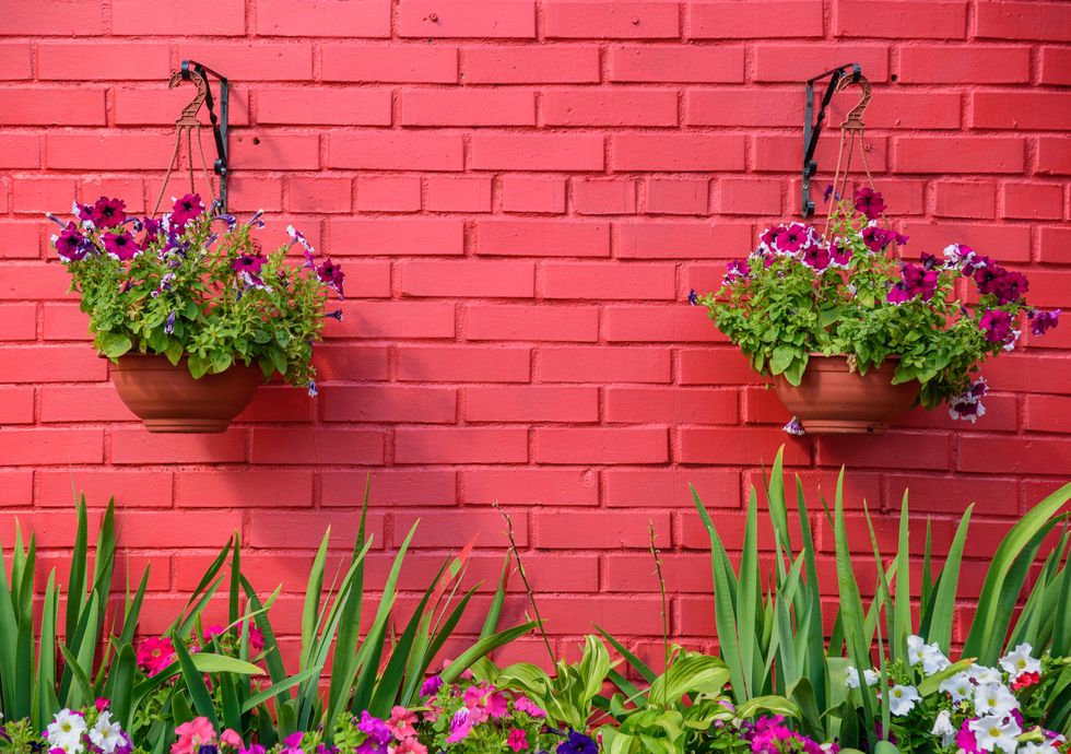 Flowers Against Pink Wall - hanging baskets