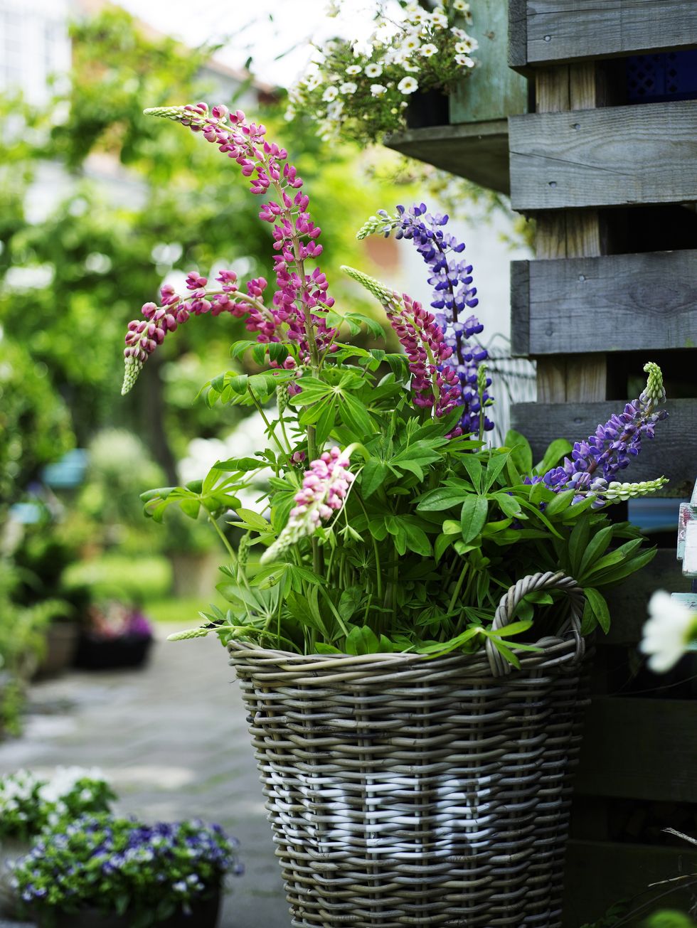 Flowering lupins in rustic wicker basket in garden