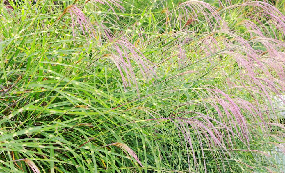 Miscanthus sinensis Flamngo grass