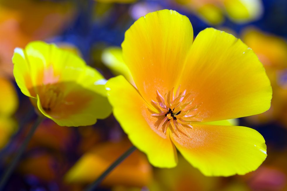 Californian Poppy - yellow and orange flower