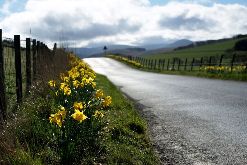 Daffodil (Narcissus) flowers on a rural roadside