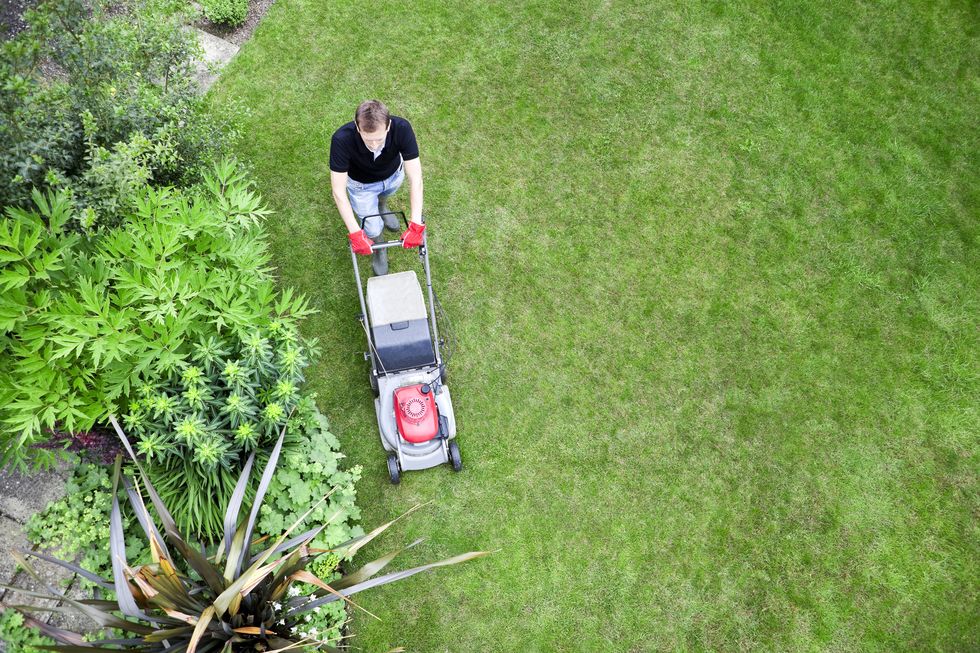 Bird's Eye View of Gardener Mowing Lawn: Overhead shot of gardener mowing lawn by shrubbery border.