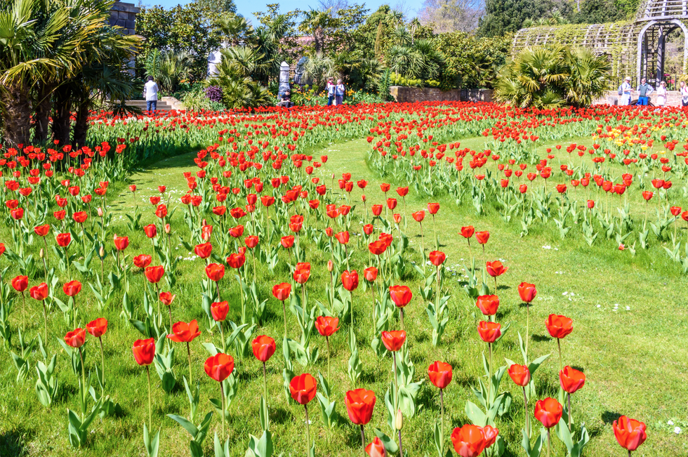 Annual Tulip Festival 2017 - Arundel Castle