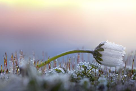 Frosty daisy
