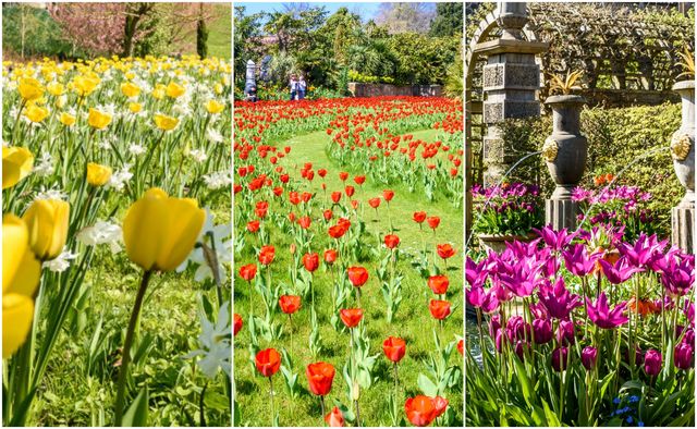 Arundel Castle - annual tulip festival