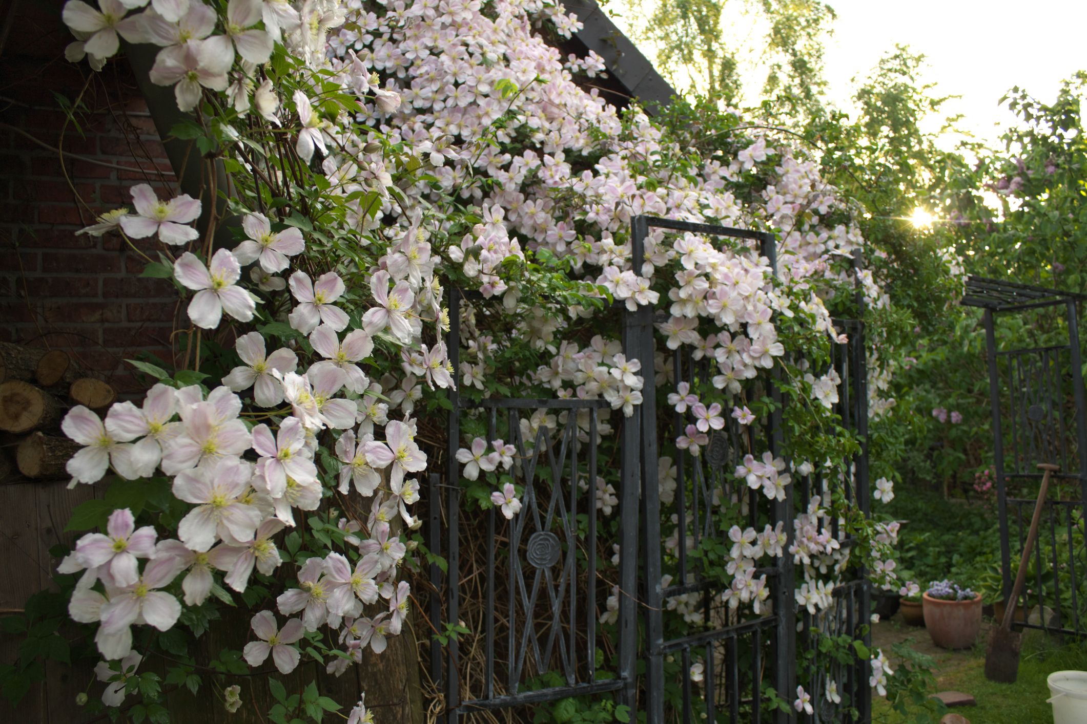 Looking For A Climbing Plant With Lots Of Colour 10 Things You Should Know About Clematis