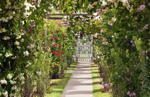 Garden Path Leading Under Rose Covered Pergolas