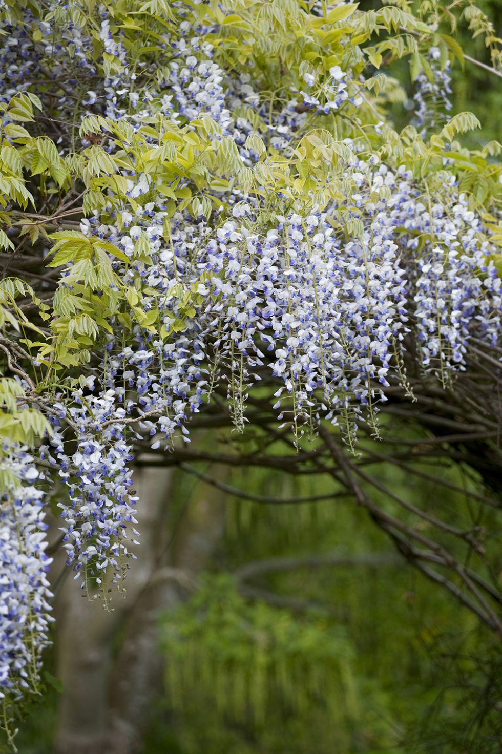 Wisteria at Monk's House, East Sussex 
