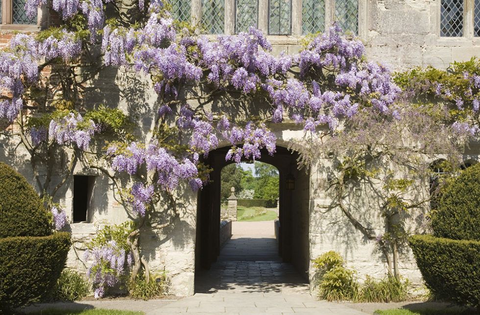 Wisteria at Baddesley Clinton 