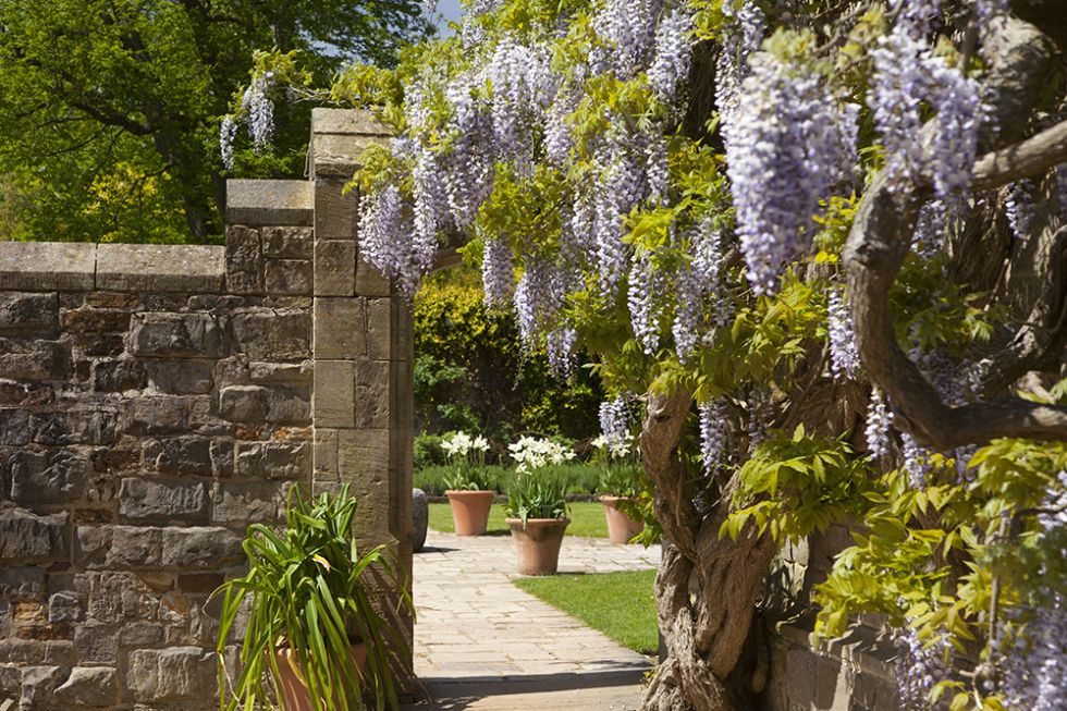 Wisteria at Nymans 