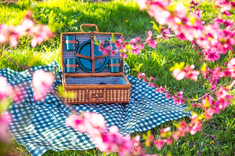 Picnic day between the blooming trees with pink flowers