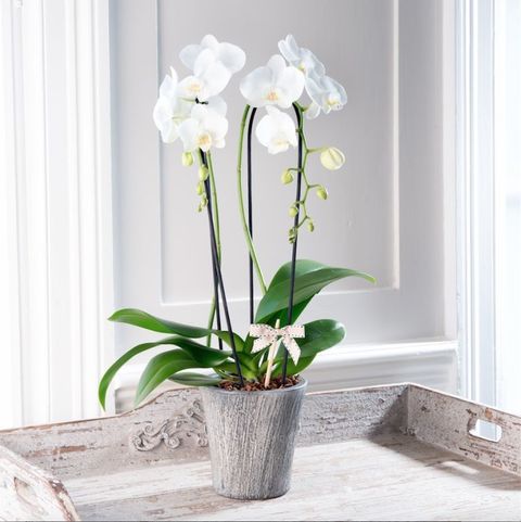 Stylish potted plants from the House Beautiful collection at Flowers Direct